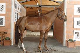 Der pferdo24 online reitsport shop bietet nicht nur das perfekte outfit für ihr pferd sondern auch für sie als reiter. Wenn Die Wolle Runter Muss 10 Tipps Zum Scheren Von Pferden