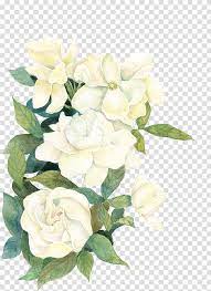 Large collections of hd transparent white flower png images for free download. Flower If We Flower White Flowers Illustration Transparent Background Png Clipart White Flower Png Watercolor Flower Background Transparent Flowers