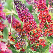 Buddleja Flower Power Plug Plants Thompson Morgan