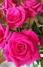 Pin On Flowers