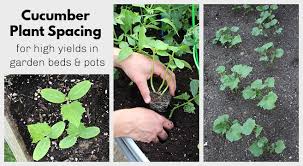 Water the newly planted zucchini and space each zucchini plant at least 2 feet apart along the trellis. Cucumber Plant Spacing For High Yields In Gardens And Pots
