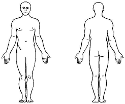 image result for outline of torso shape for medical form