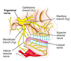Pin On Chapter 14 Brain