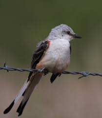 Birds Native To Oklahoma Oklahoma State Bird Scissor Tailed Flycatcher State Birds Power Animal Flycatcher