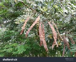 Image result for Senna spectabilis