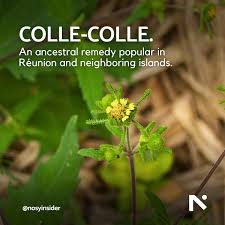 Image result for Sigesbeckia