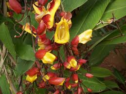 Indian Flowers And Herbs Clock Vines Planting Flowers Perennial Plants Vines