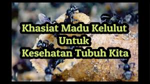Dari jenis kelulut terbaik yaitu, trigona itama. Khasiat Madu Kelulut Untuk Kesehatan Tubuh Kita Youtube