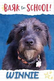 The results are in, and we are thrilled to announce the winners of our Bark  To School election: Winnie is our Class President, and Gryffin is our Class  Vice President! 🐶🏫 Winnie