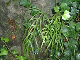 Image result for Cheilanthes multifida