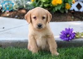 Check spelling or type a new query. Jeffery Golden Labrador Goldador Puppy For Sale Keystone Puppies Golden Labrador Puppies Puppies For Sale Golden Labrador