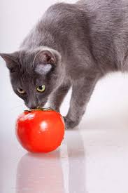 Try your best not to feed your. Can Cats Eat Tomatoes 3 Products To Avoid