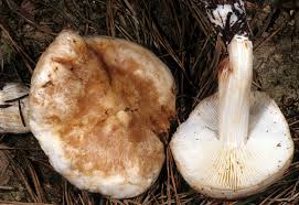 Image result for Brownleea maculata