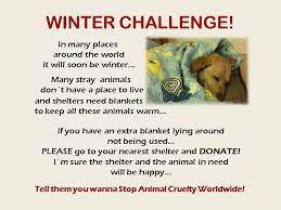Donate Blankets To Your Local Shelter Animal Shelter Design Dog Rescue Fundraising Shelter Dogs