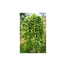 Технология на професионални градинари от. Salix Caprea Pendula Weeping Kilmarnock Willow Tree