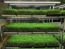 Professional Microgreens Setup Youtube Microgreens Growing Microgreens Indoor Grow Kits