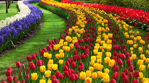 8 hari 7 malam tulip tour. Hope Travel Jakarta Asal Usul Bunga Tulip
