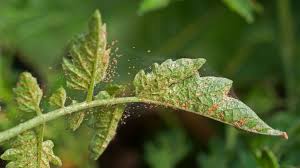 Image result for spider mites on cucumbers