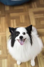 American Eskimo Dog Black And White Transitioning To Nomnomnow Fresh Food For Dogs Daily Dog Tag Pet Dogs Puppies Pet Dogs Puppies