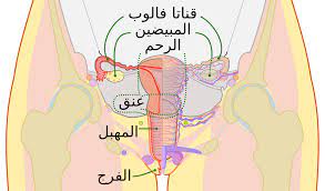قناة الرحم ويكيبيديا