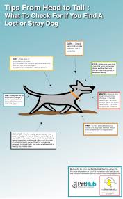All pets dogs cats small animals. Tips From Head To Tail What To Check If You Find A Lost Or Stray Dog Pethub
