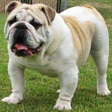 The french bulldog is a lively and strong breed that originated in france. English Bulldog Breeder Ga Bull Dog Puppies
