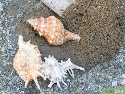 There are many species of conch, and you can recognize them by their two spires. How To Clean And Polish Seashells 12 Steps With Pictures