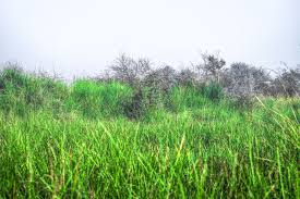 How to kill johnson grass in vegetable garden. How To Kill Johnson Grass And Keep Your Plants Safe Weed Killer Guide