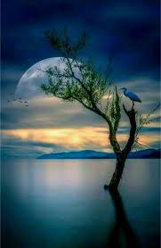 A beautiful centerpiece in the middle of your dining room table turns your dining experience into a magical one. Pin By Jamile Navarrete On Moons Nature Pictures Nature Photography Beautiful Moon