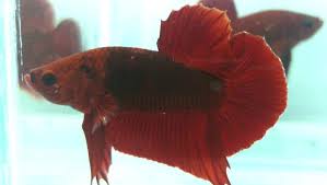 Most of the columns inside the city are graved with the language of the elves. Hellboy Betta House Home Facebook