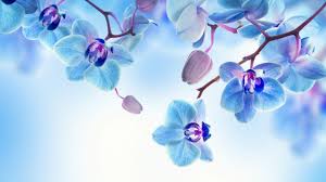 Orchid 5k 4k Wallpaper Flowers Blue White Horizontal Orchid Wallpaper Flowers Flower Canvas