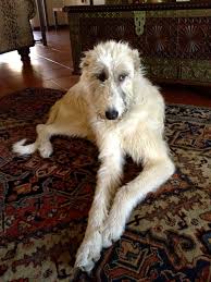 Sighthound Dogs Dogs Irish Wolfhound Big Dogs