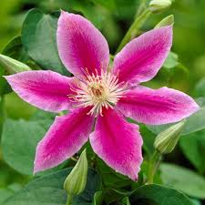 Image result for Clematis dolichopoda