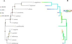 Image result for Alvesia clerodendroides