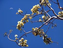 Image result for Albizia tanganyicensis