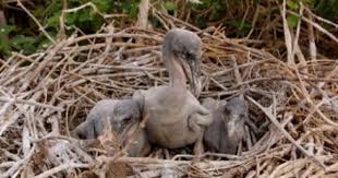 Baby Bird With No Feathers Baby Brown Pelicans 1 Week Old Photo By Peggy Wilkinson Baby Bird Birds Bird Nest