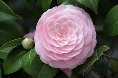 Camellia flower with flower blight. 20 Camellia Ideas Camellia Flowers Plants
