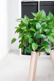 Image result for Epipremnum aureum