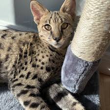 If you haven't found the perfect kitten for sale or adoption you may follow the breed to be notified of new kittens that were los angeles, ca, us. F1 Savannah Cat And Kitten Breeder For Sale In Los Angeles Savannah Cat Savannah Kitten Cat Breeder