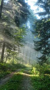 We did not find results for: Forest Iphone Wallpapers