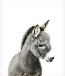 Baby Donkey Print Farm Animal Nursery The Crown Prints Etsy Zoo Animals Nursery Farm Animal Nursery Cute Baby Animals