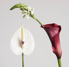 Facets Customer Reviews