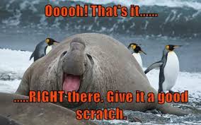 Ooooh That S It Funny Animal Memes Animal Memes Funny Animals