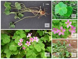 Image result for Oxalis debilis