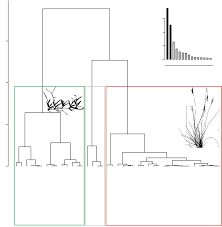 Image result for Urelytrum agropyroides