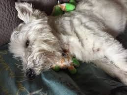 Worm eggs can also show up in dog stool. Symptoms Of Dogs Worms How Do You Tell If Your Dog Has Worms Youtube