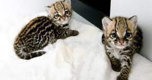 Two Baby Ocelots Baby Animals Cute Baby Animals Small Wild Cats