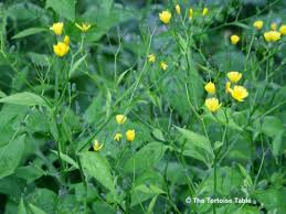 Maybe you would like to learn more about one of these? Browse And Search The Tortoise Table Plant Database