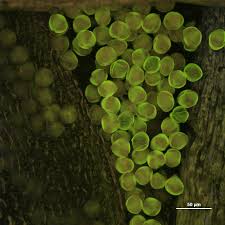 Image result for Prosopis pallida