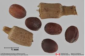 Image result for Raphanus